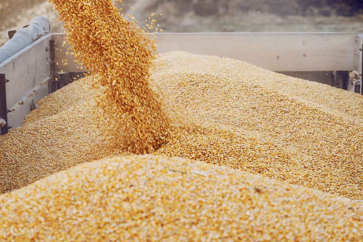 LIT!APP Sensors Ensure Precise pH Monitoring for Ethanol Corn Mash
